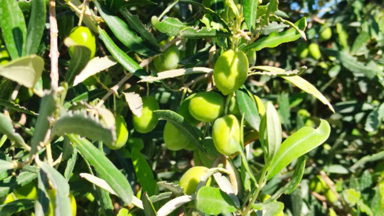 Le Zagare Di Vendicari Βίλα Lido di Noto Εξωτερικό φωτογραφία